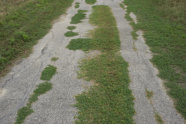 Photograph of weeds in cracks of deteriorating paved path taken for Schwalbe Big Apple bike tire review.